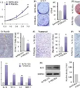 关于奥地利队坚持不懈期望在接下来的比赛中重塑形象的信息 关于奥地利队坚持不懈期望在接下来的比赛中重塑形象的信息