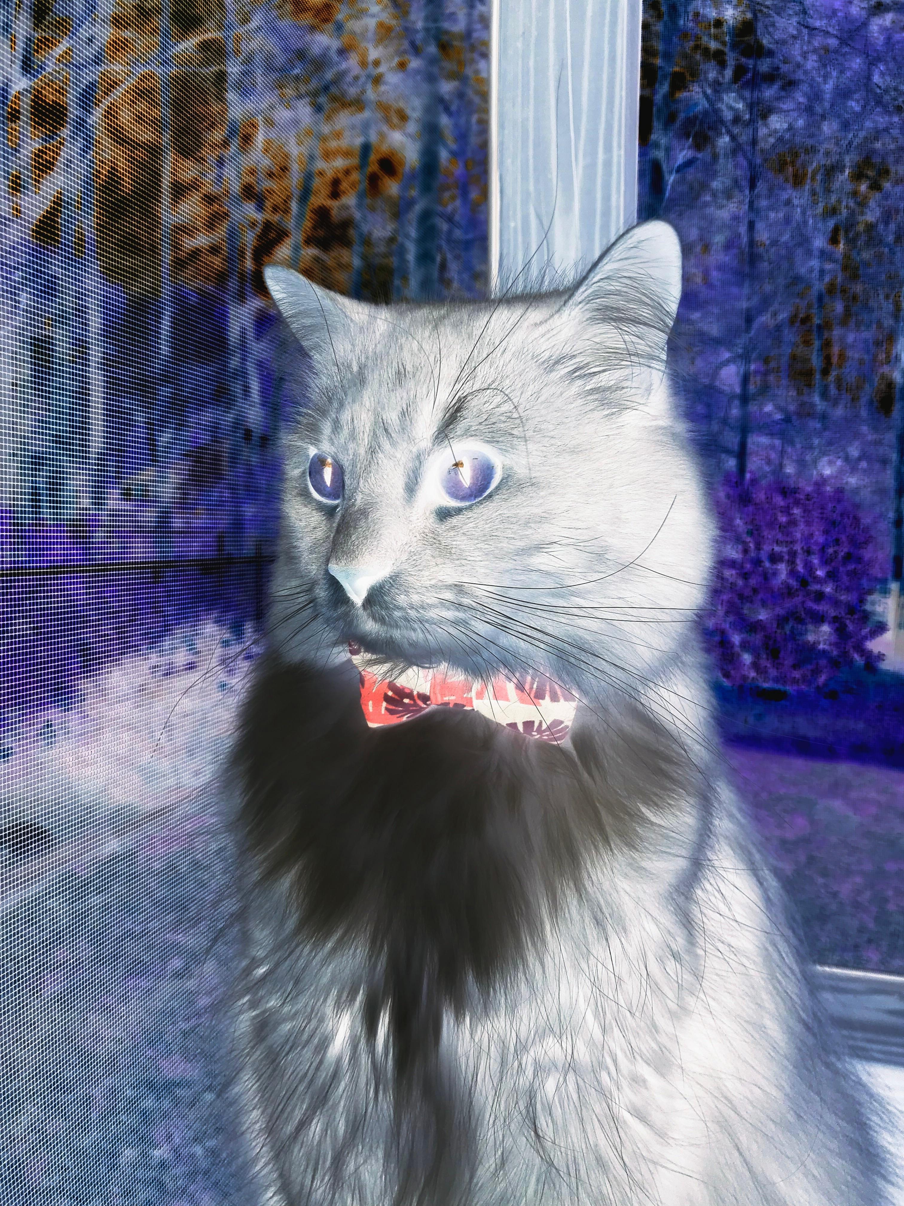 秘鲁一波带走安哥拉,奥纳纳成为关键先生,金球绝杀改写历史