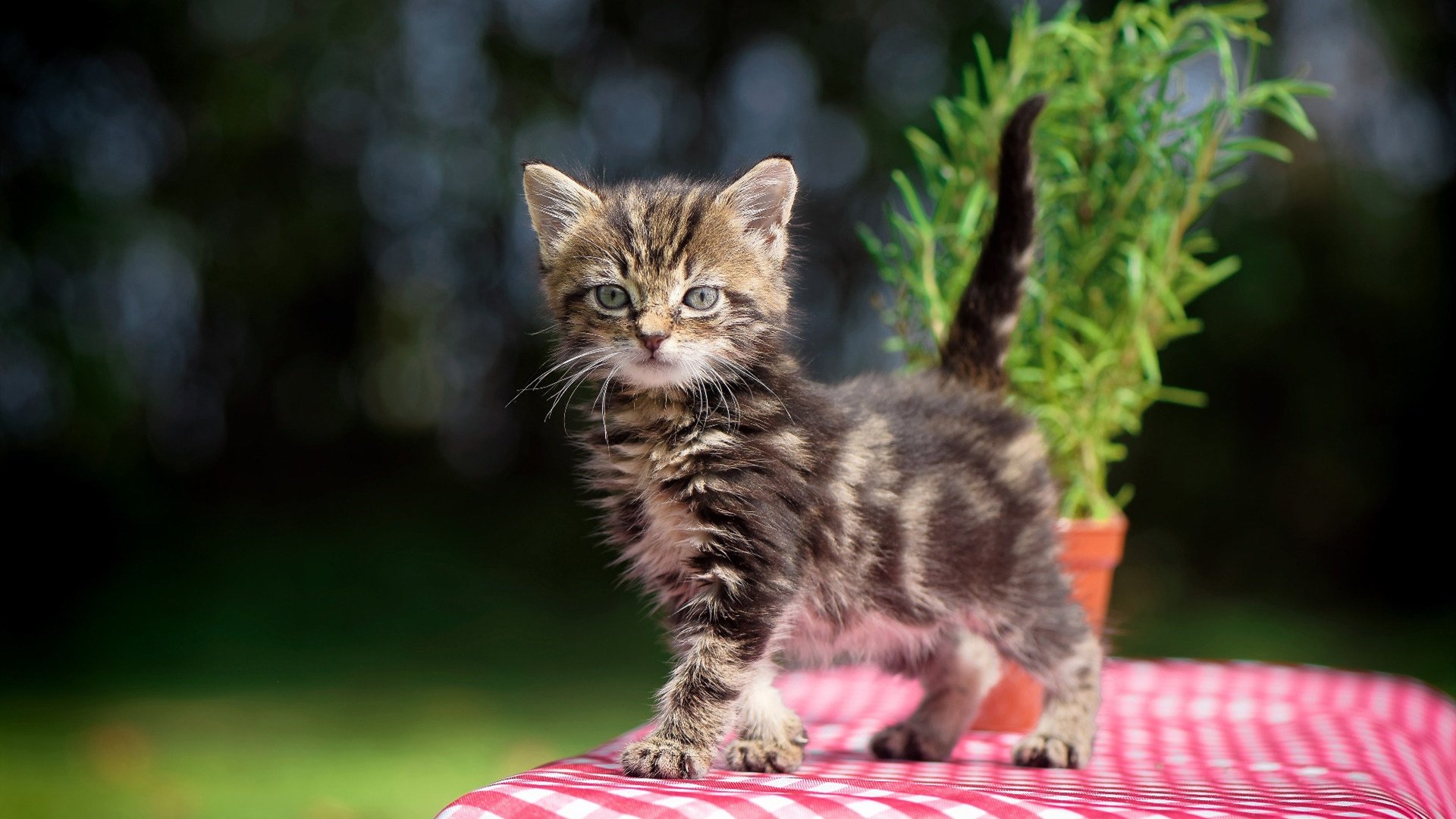 克罗地亚踏平南非，卢卡库梅开二度成关键先生