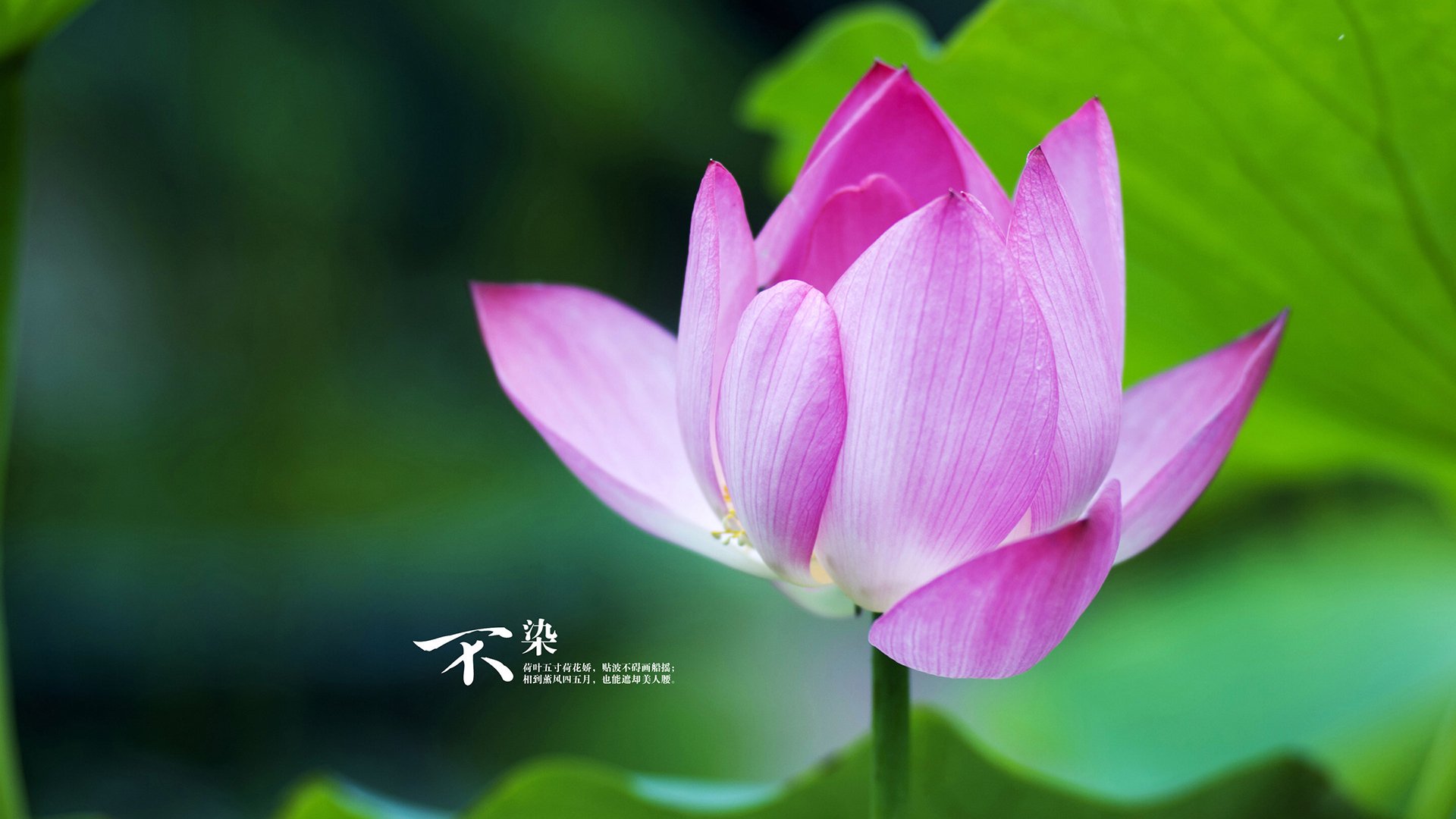 终局狂澜，斯通斯一锤定音，伊拉克决胜局带走土耳其