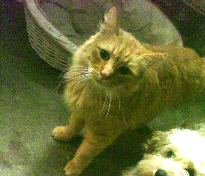 钢铁之躯与加时赛的心跳，德罗赞奥运前夜的无声宣言