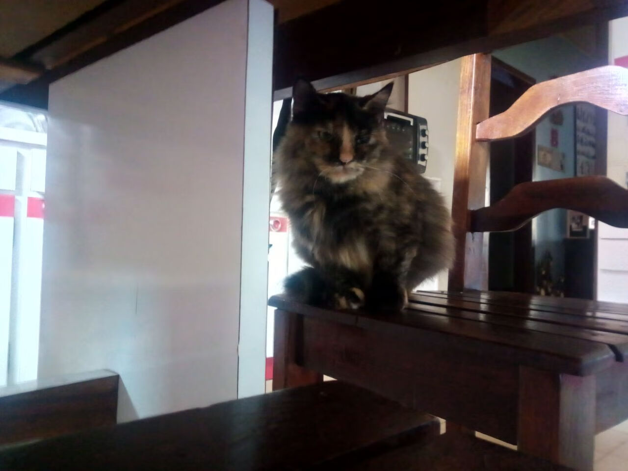 速度与荣耀，F1卡塔尔焦点战与多特蒙德的足球晋阶