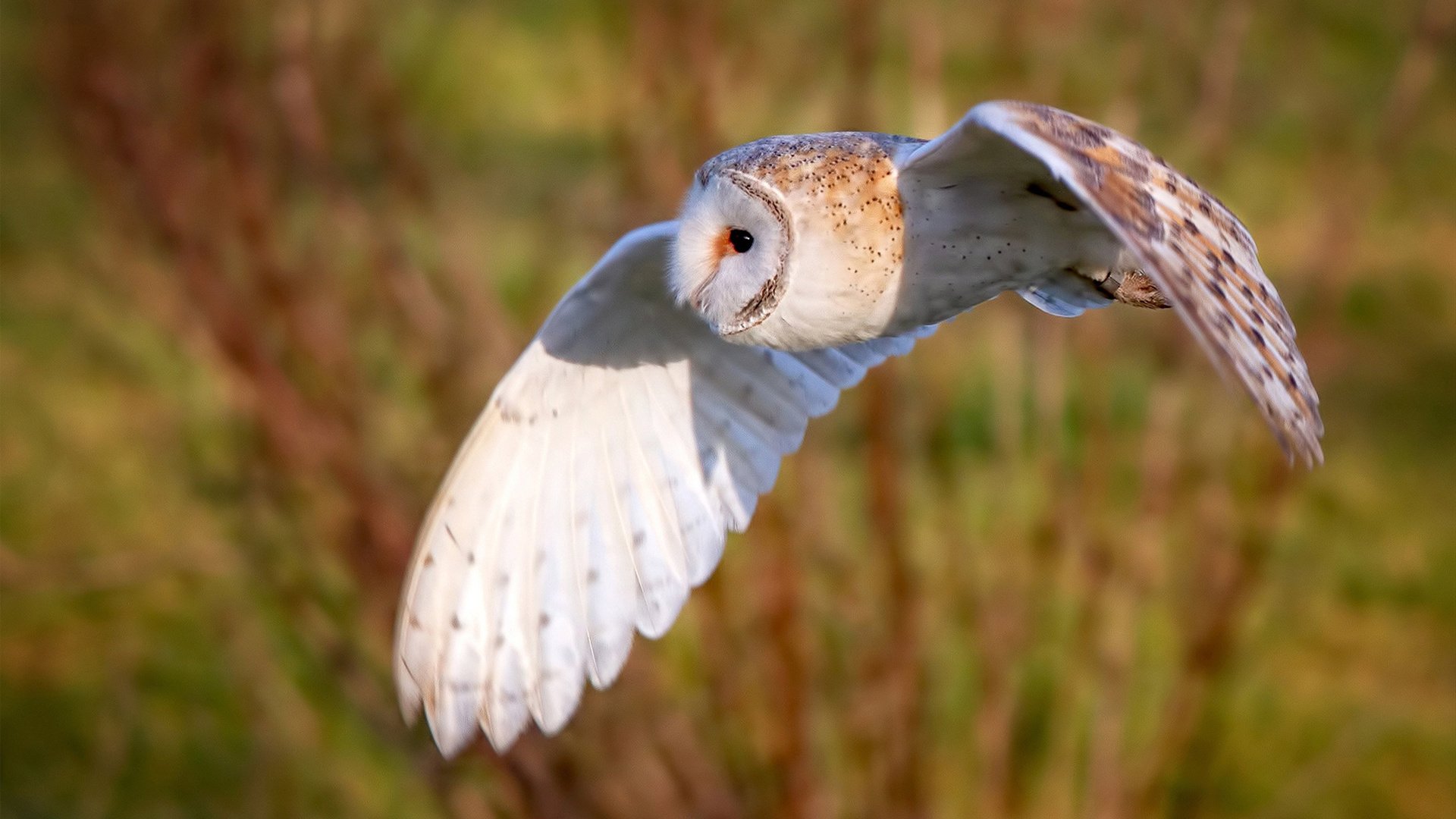 跨界之战，灰熊擒黄蜂，保罗德甲赛场定乾坤