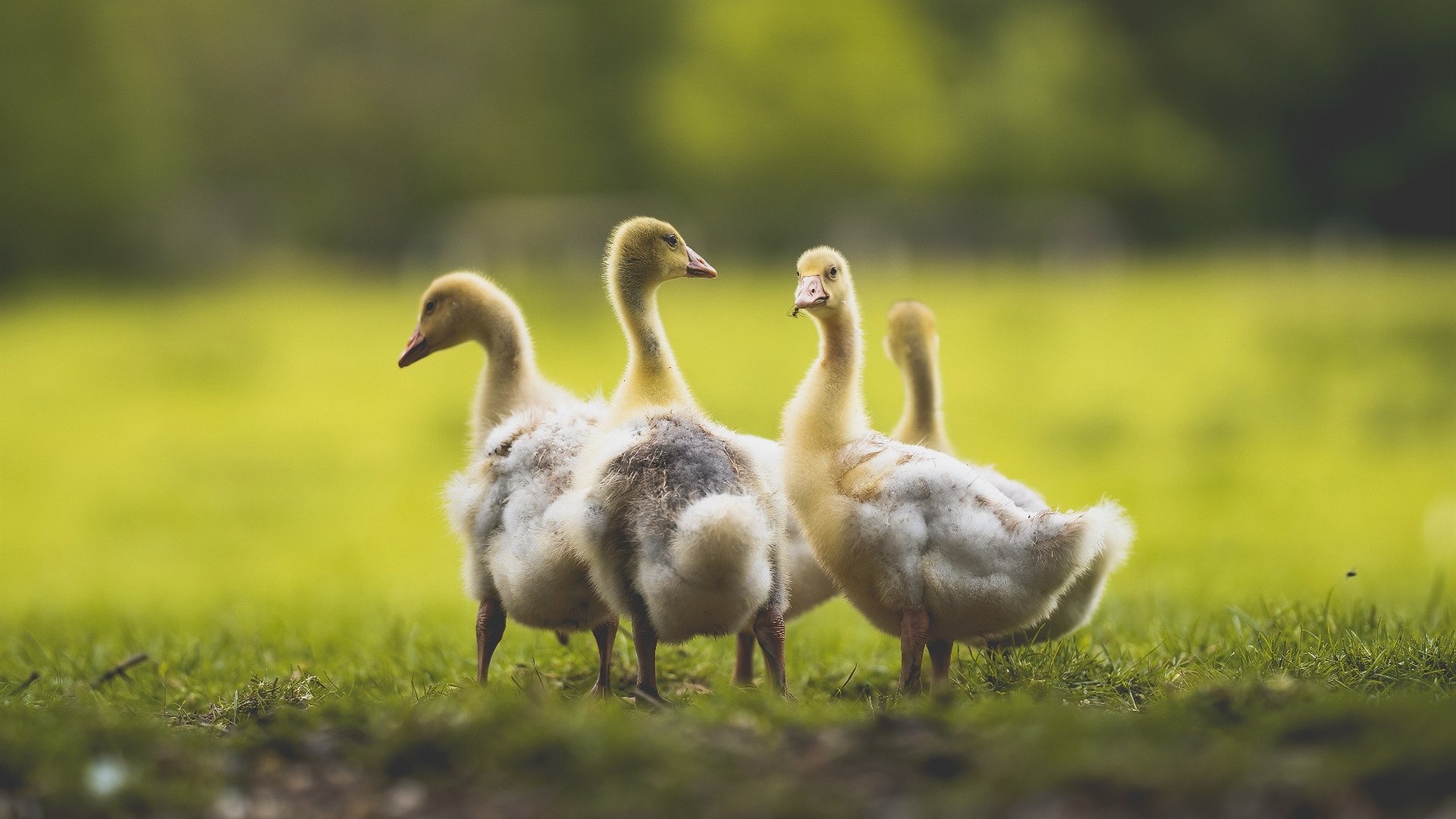 NBA总决赛之夜，年轻心脏的终极试炼，小贾伦关键回合不手软铸就传奇