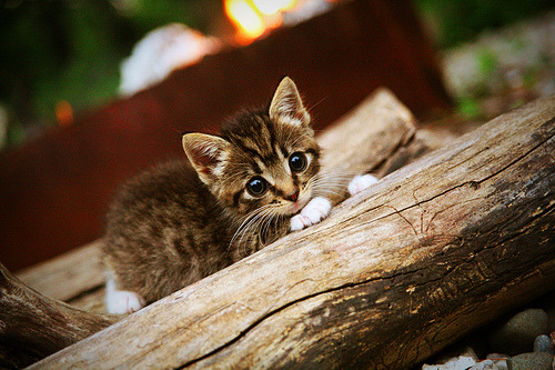 篮球之夜，辽宁队踏平老鹰，塔图姆带队取胜
