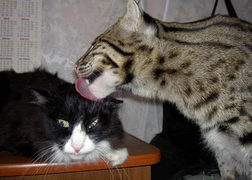 双线闪耀,森林狼撕裂太阳,字母哥于德甲之巅接管比赛