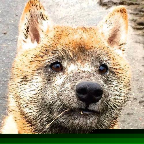 托尼关键先生闪耀，马里强势晋级牙买加