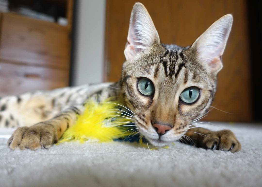 极速狂飙与禁区统治者，当引擎轰鸣遇见血脉喷张