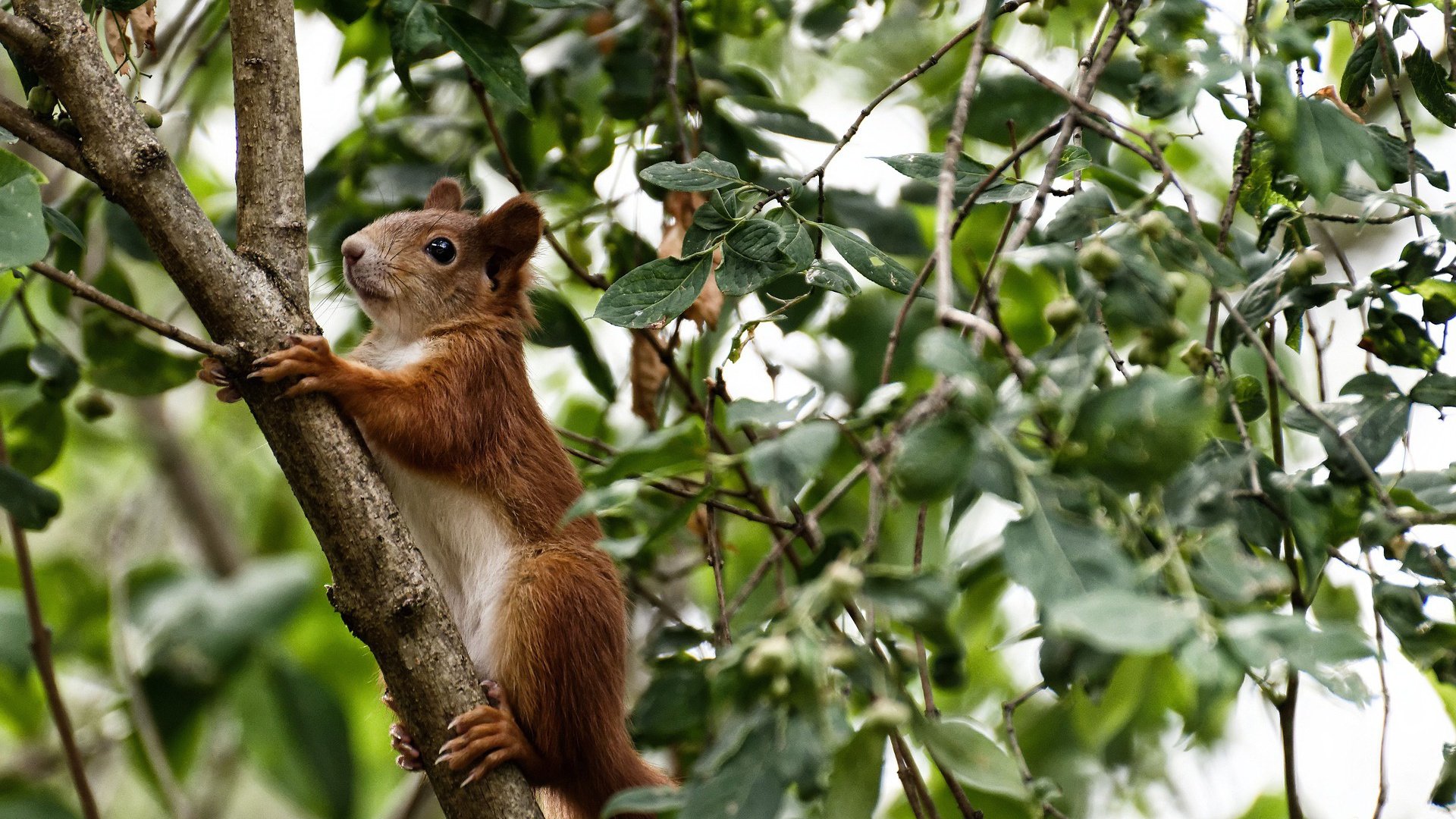 伦纳德关键先生本色彰显，老鹰队末节翻盘吉林队