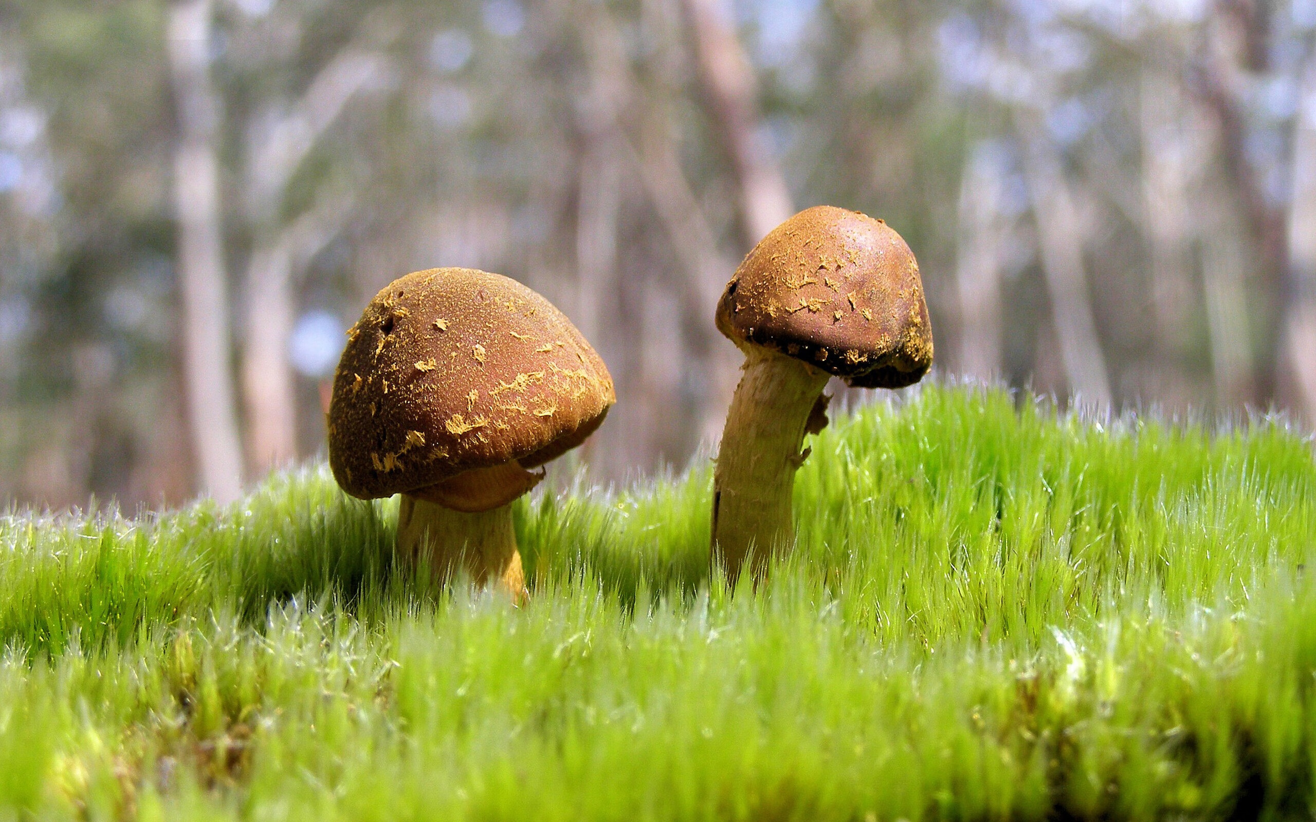 鹈鹕踏平开拓者，塔图姆关键先生闪耀NBA赛场