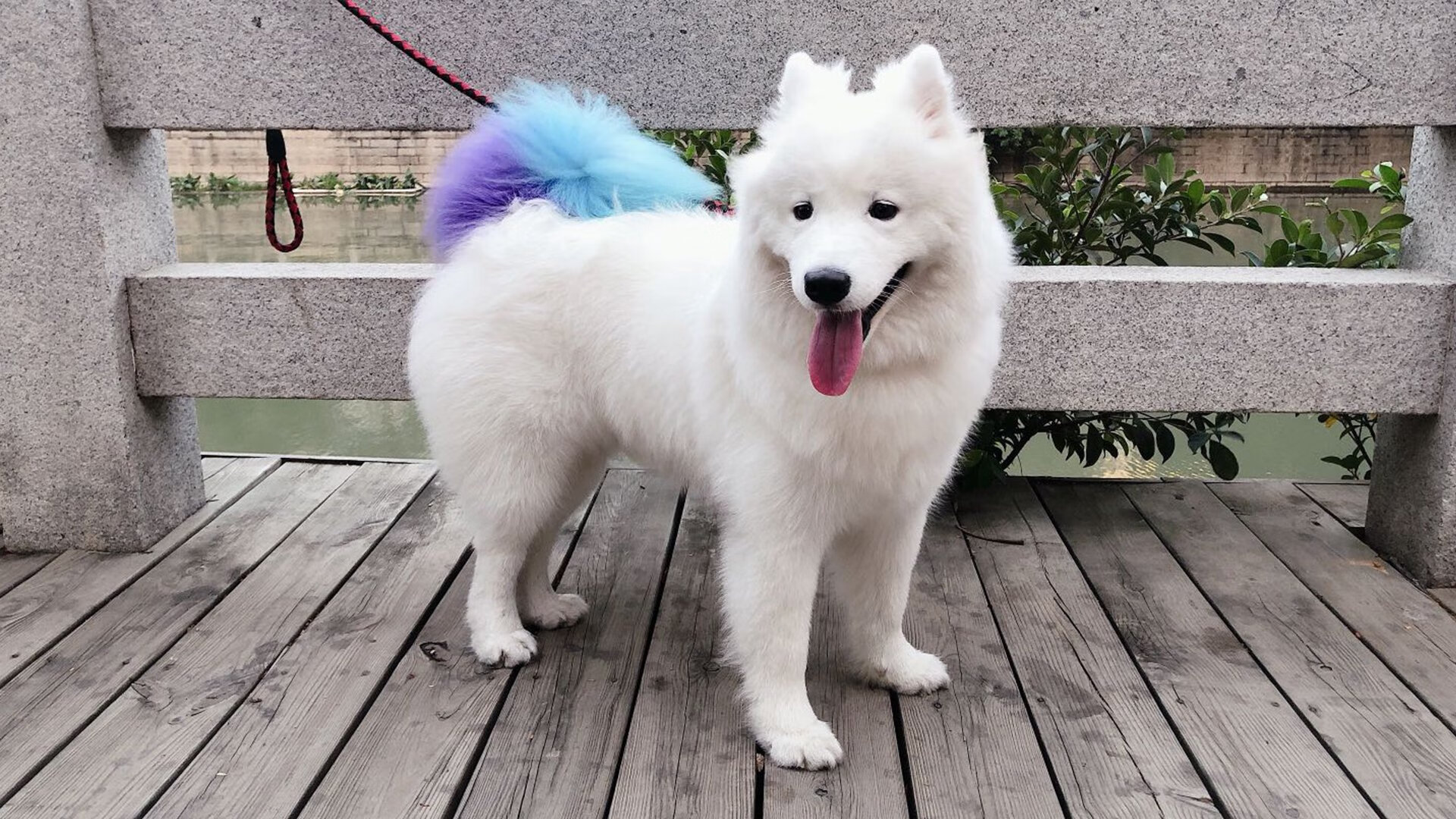 末节风暴！鹈鹕单节拉开广厦队，压力之下锡安破茧成蝶