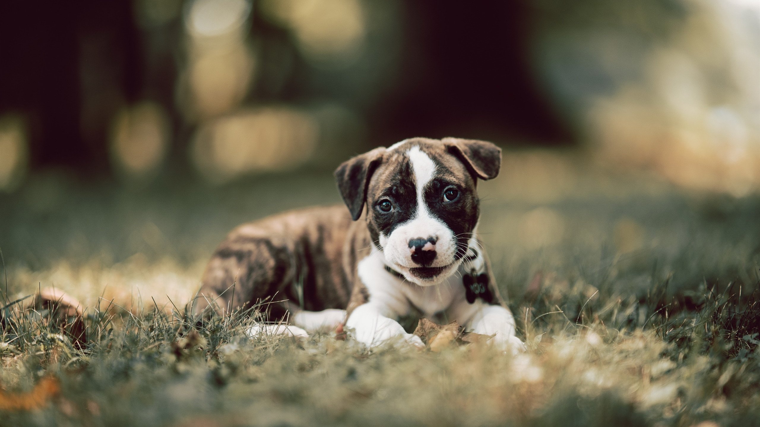 亚平宁绿茵的文班亚马，当防守成为艺术，进攻化为利刃