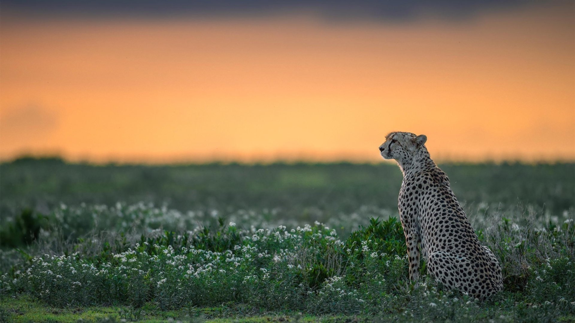 世界杯启示录，从热火胜公牛看现代竞技的节奏哲学