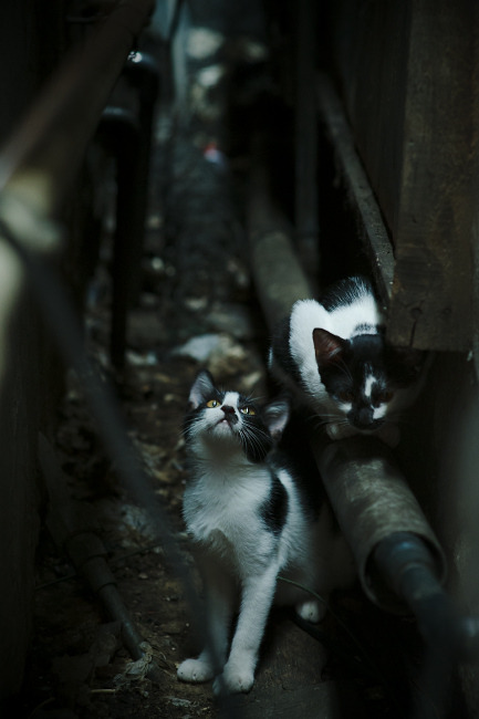 旧王新生，那不勒斯对阵丹麦，卡拉斯科的无声咆哮