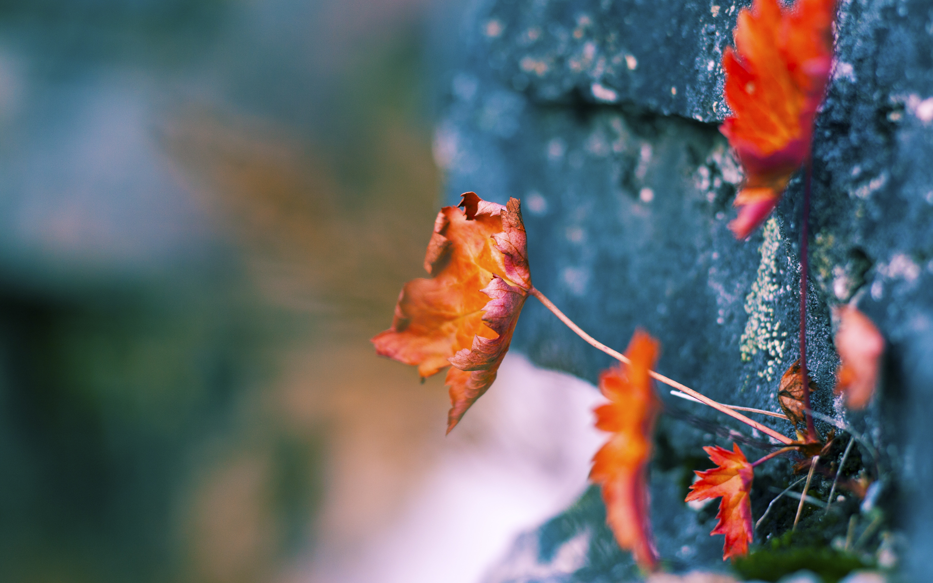 世俱杯决赛-绝境突围，孔德爆发点燃星辰之战，阿尔及利亚压哨奇迹击败丹麦